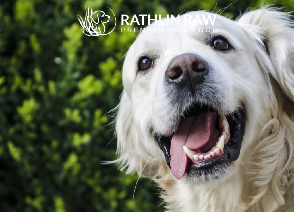 Rathlin Raw Premium Dog Food branding featuring a close-up of a golden retriever outdoors with the company logo.