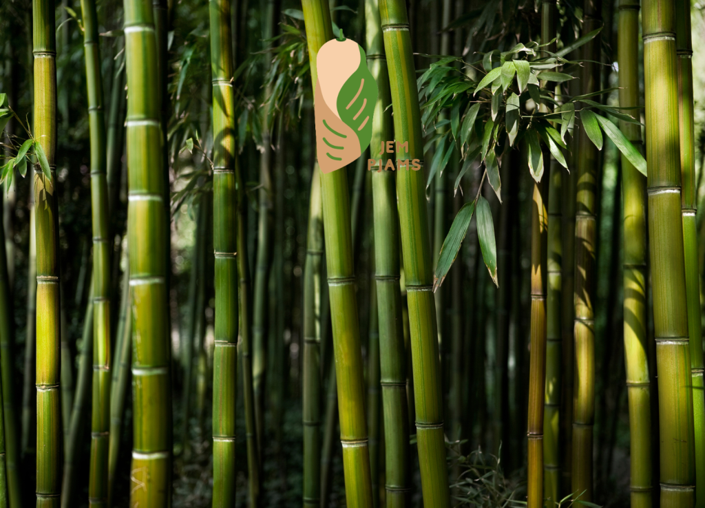 JemPJams brand logo featuring a peach and green leaf design against a background of tall green bamboo.